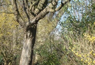 Bomenwandeling 1 oktober 2022
