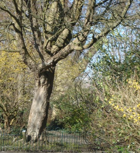 23 03 18 Bomenwandeling
