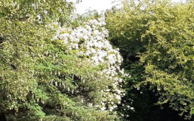 Gilde Aquarelgroep 11 juni 2025