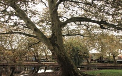 Zaterdag 25 oktober 2025 Historische Bomenwandeling
